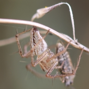 Oxyopes sp. (genus) at Red Hill to Yarralumla Creek - 4 Feb 2024