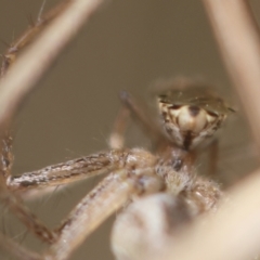 Lygaeidae (family) at Undefined Area - 4 Feb 2024 05:40 PM