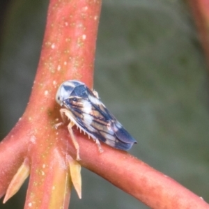 Rosopaella cuprea at Russell, ACT - 17 Jan 2024