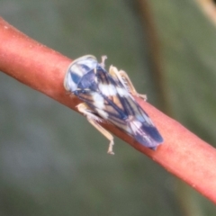 Rosopaella cuprea at Russell, ACT - 17 Jan 2024