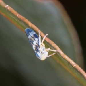 Rosopaella cuprea at Russell, ACT - 17 Jan 2024