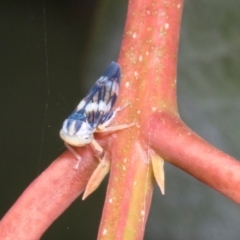 Rosopaella cuprea at Russell, ACT - 17 Jan 2024