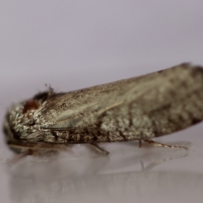 Psychidae (family) MATURE (Case Moth) at Red Hill Nature Reserve - 4 Feb 2024 by LisaH