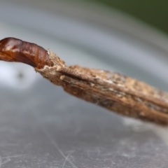 Psychidae (family) MATURE at Red Hill Nature Reserve - 4 Feb 2024