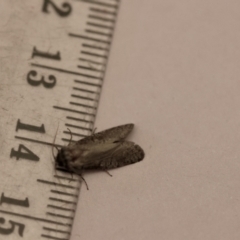 Psychidae (family) MATURE at Red Hill Nature Reserve - 4 Feb 2024