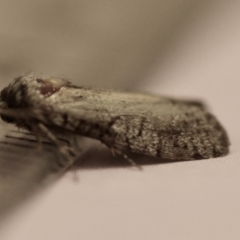 Psychidae (family) MATURE at Red Hill Nature Reserve - 4 Feb 2024 05:19 PM