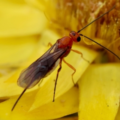 Braconidae (family) (Unidentified braconid wasp) at Red Hill to Yarralumla Creek - 4 Feb 2024 by LisaH