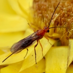 Braconidae (family) at Red Hill to Yarralumla Creek - 4 Feb 2024