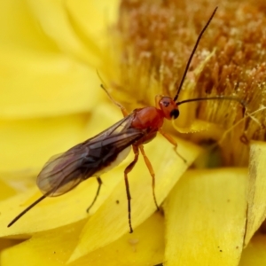 Braconidae (family) at Red Hill to Yarralumla Creek - 4 Feb 2024