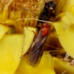 Braconidae (family) at Red Hill to Yarralumla Creek - 4 Feb 2024