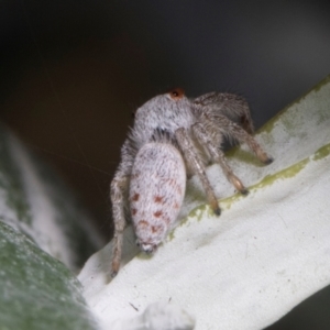 Opisthoncus sp. (genus) at Russell, ACT - 17 Jan 2024