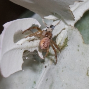 Thomisidae (family) at Russell, ACT - 17 Jan 2024 09:14 AM