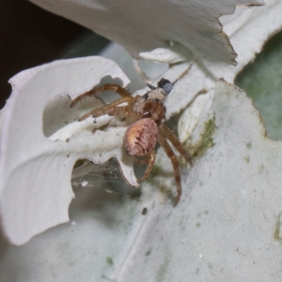 Thomisidae (family) (Unidentified Crab spider or Flower spider) at Russell, ACT - 16 Jan 2024 by AlisonMilton