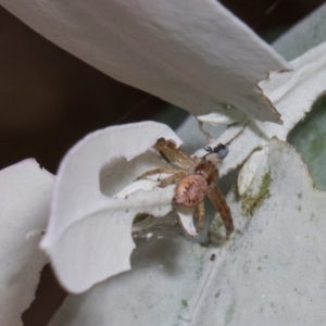 Thomisidae (family) at Russell, ACT - 17 Jan 2024