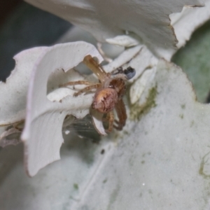 Thomisidae (family) at Russell, ACT - 17 Jan 2024