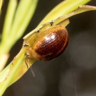 Paropsisterna cloelia (Eucalyptus variegated beetle) at Russell, ACT - 17 Jan 2024 by AlisonMilton
