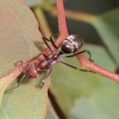 Iridomyrmex purpureus (Meat Ant) at Russell, ACT - 17 Jan 2024 by AlisonMilton