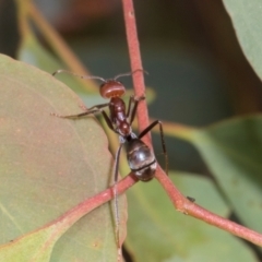 Iridomyrmex purpureus at Russell, ACT - 17 Jan 2024