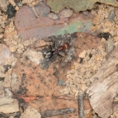 Iridomyrmex purpureus at Russell, ACT - 17 Jan 2024