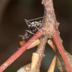 Iridomyrmex purpureus at Russell, ACT - 17 Jan 2024 08:55 AM