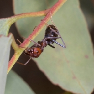 Iridomyrmex purpureus at Russell, ACT - 17 Jan 2024