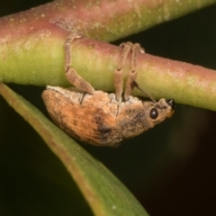 Gonipterus sp. (genus) (Eucalyptus Weevil) at Russell, ACT - 16 Jan 2024 by AlisonMilton