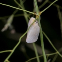 Anzora unicolor (Grey Planthopper) at Russell, ACT - 17 Jan 2024 by AlisonMilton