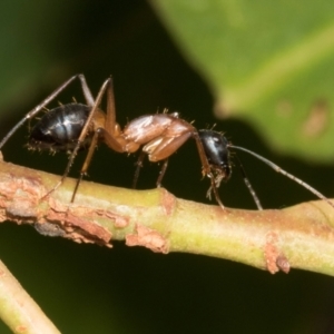 Camponotus consobrinus at Russell, ACT - 17 Jan 2024 09:28 AM