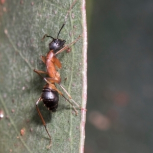 Camponotus consobrinus at Russell, ACT - 17 Jan 2024