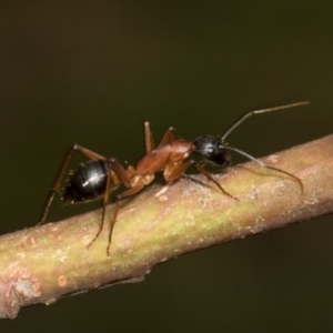Camponotus consobrinus at Russell, ACT - 17 Jan 2024
