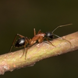 Camponotus consobrinus at Russell, ACT - 17 Jan 2024 09:28 AM