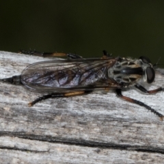 Cerdistus sp. (genus) (Slender Robber Fly) at Russell, ACT - 17 Jan 2024 by AlisonMilton