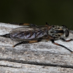 Unidentified Robber fly (Asilidae) at Russell, ACT - 16 Jan 2024 by AlisonMilton