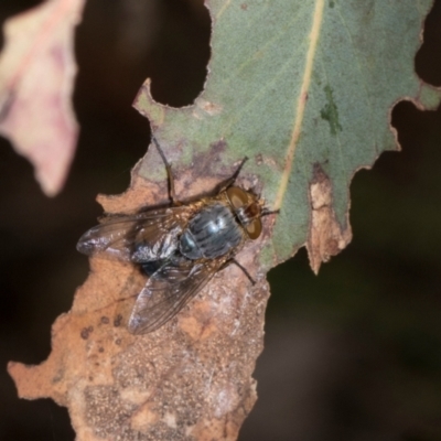 Calliphora augur (Lesser brown or Blue-bodied blowfly) at Barton, ACT - 17 Jan 2024 by AlisonMilton