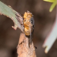 Calliphora augur at Barton, ACT - 17 Jan 2024 09:34 AM