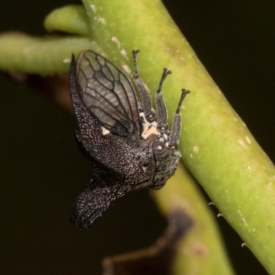 Ceraon vitta (Treehopper) at Russell, ACT - 16 Jan 2024 by AlisonMilton