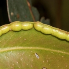 Unidentified Eucalyptus Gall at Russell, ACT - 17 Jan 2024 by AlisonMilton