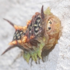 Doratifera casta (Black Slug Moth) at Rendezvous Creek, ACT - 3 Feb 2024 by Harrisi