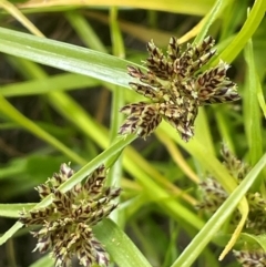 Cyperus sanguinolentus (A Sedge) at Bendoura, NSW - 4 Feb 2024 by JaneR