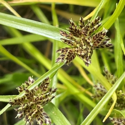 Cyperus sanguinolentus (A Sedge) at Bendoura, NSW - 4 Feb 2024 by JaneR