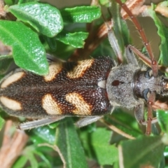 Phoracantha flavopicta (A longhorn beetle) at Uriarra Village, ACT - 4 Feb 2024 by Harrisi