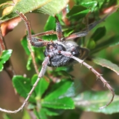 Phoracantha flavopicta at Lower Cotter Catchment - 4 Feb 2024