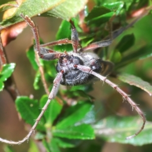 Phoracantha flavopicta at Lower Cotter Catchment - 4 Feb 2024