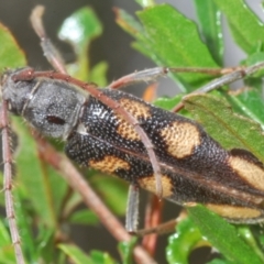 Phoracantha flavopicta at Lower Cotter Catchment - 4 Feb 2024