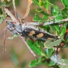 Phoracantha flavopicta at Lower Cotter Catchment - 4 Feb 2024