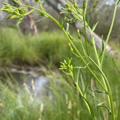 Senecio diaschides (Erect Groundsel) at Bendoura, NSW - 4 Feb 2024 by JaneR