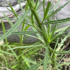 Senecio diaschides at QPRC LGA - 4 Feb 2024