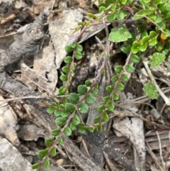 Bossiaea buxifolia (Matted Bossiaea) at Bendoura, NSW - 4 Feb 2024 by JaneR