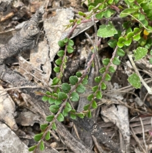 Bossiaea buxifolia at QPRC LGA - 4 Feb 2024