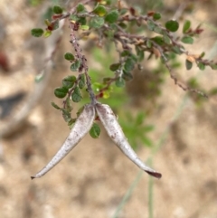 Bossiaea buxifolia at QPRC LGA - 4 Feb 2024